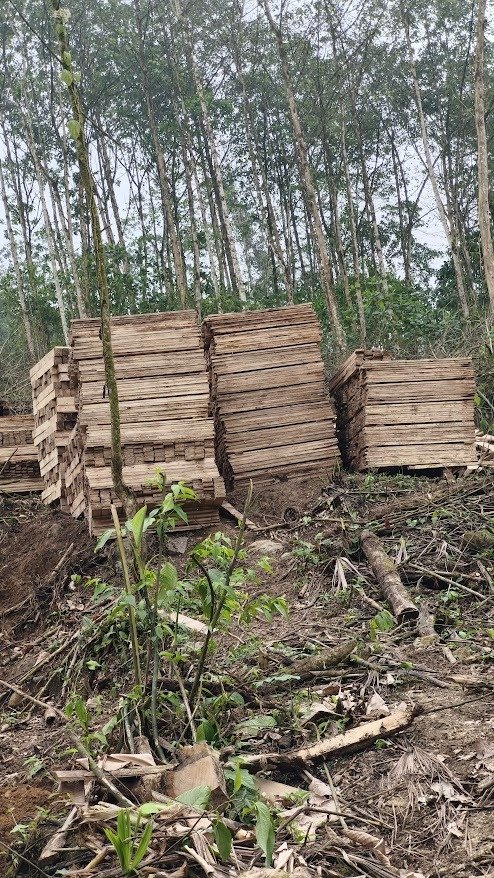 gmelina plantation